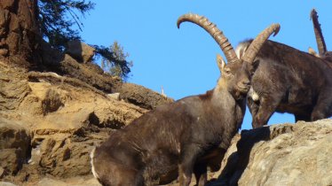 © Erlebniswelt/Wildpark Assling