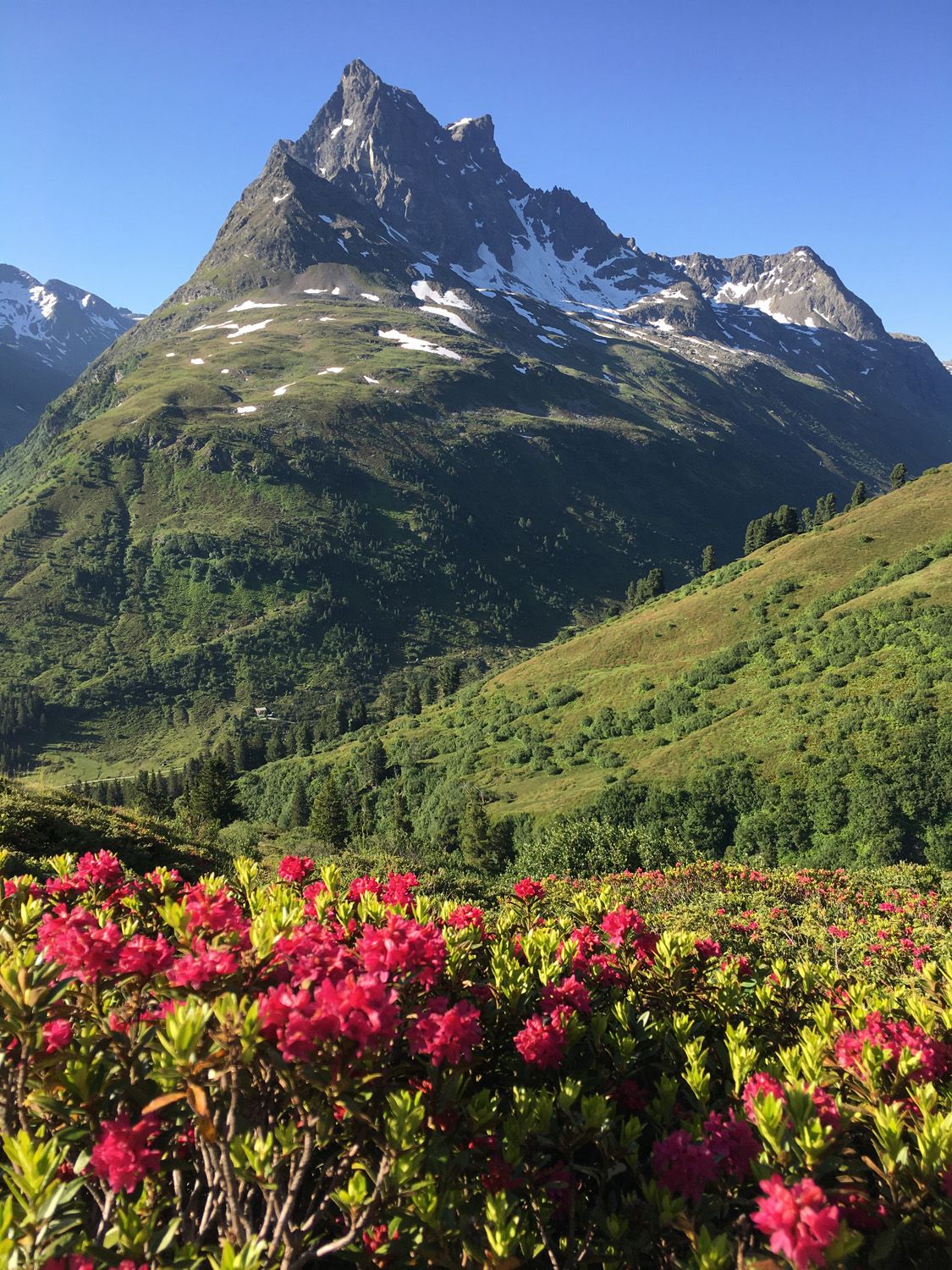 Rote Alpenrosen und dahinter der spitz aufragende Berg Patteriol