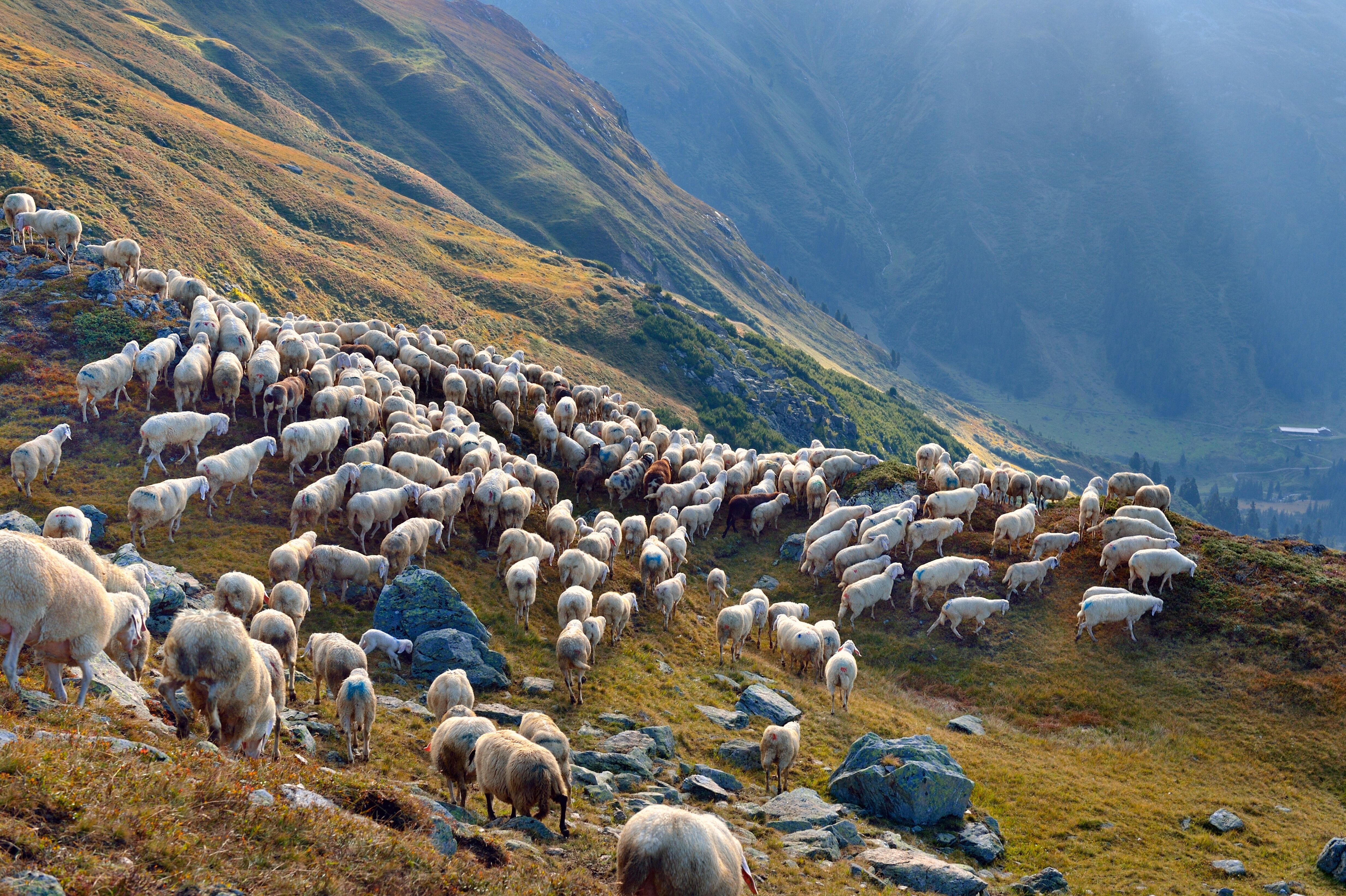 Schafherde wird von der Alm ins Tal getrieben