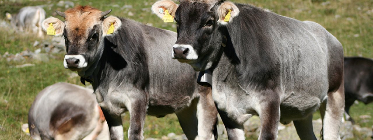 Tiroler Edle, © Fotoarchiv Tiroler Edle