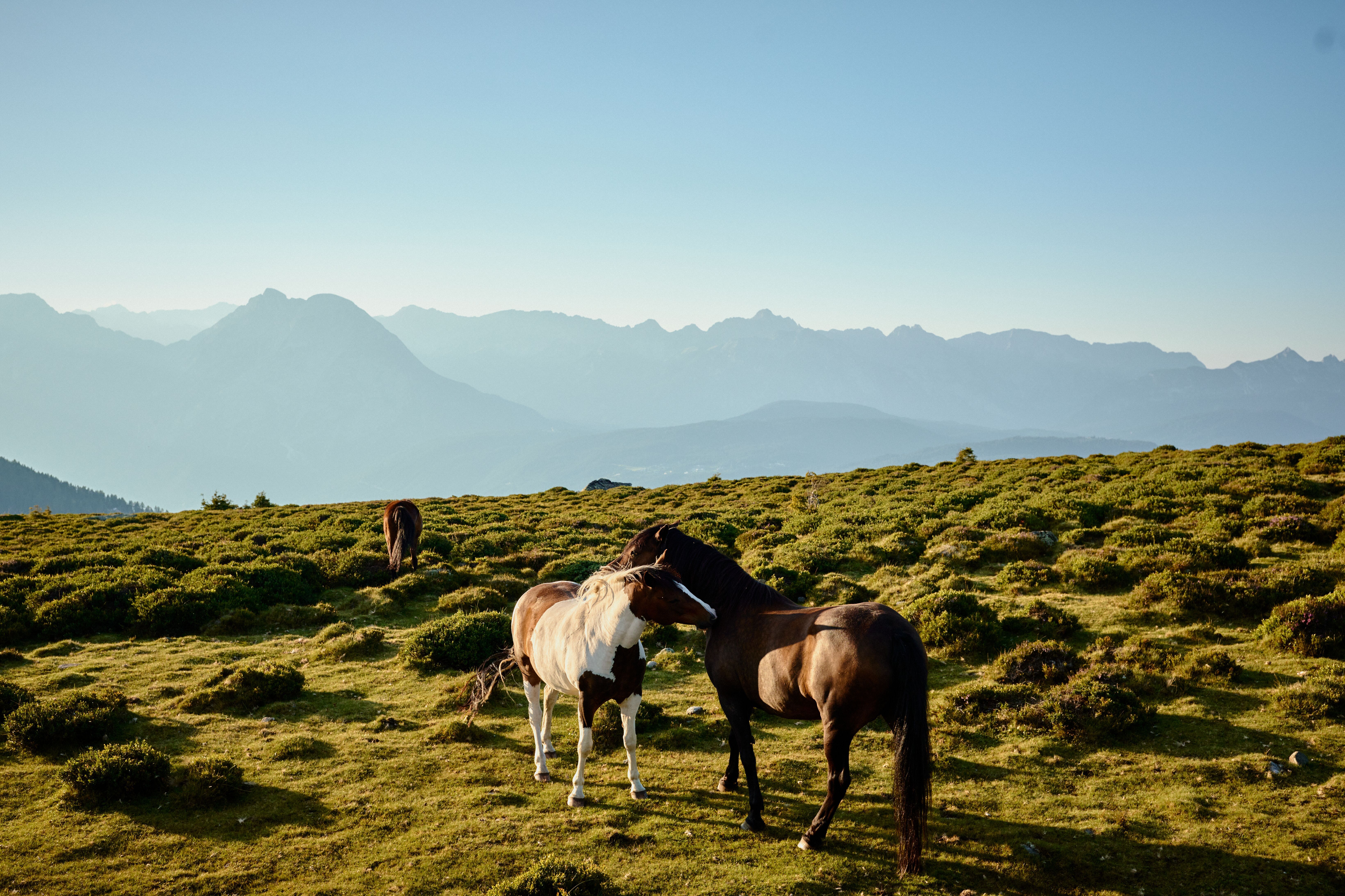 Zwei Pferde auf der Alm am Rangger Köpfl