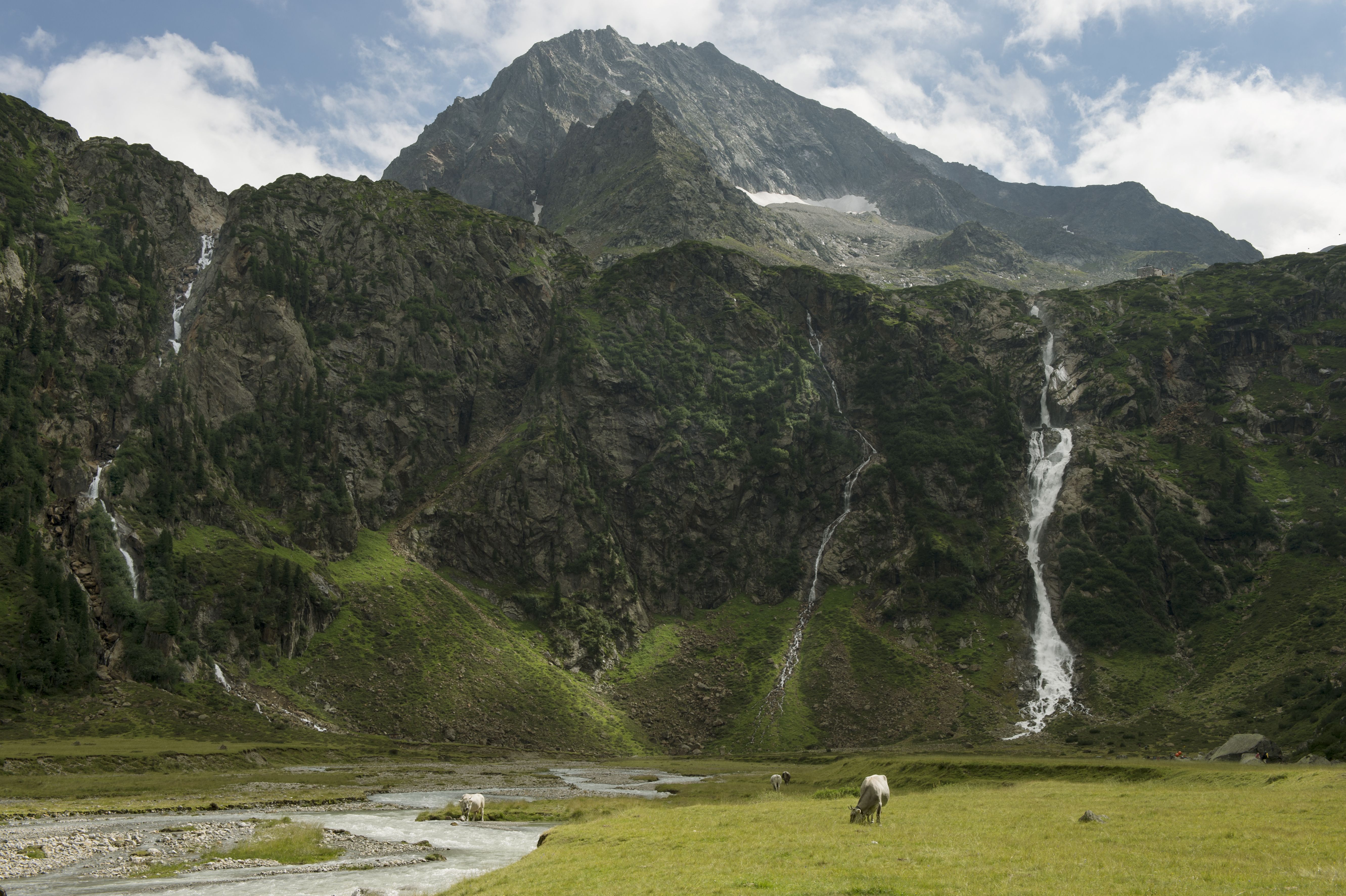 Kuherde am Sulzenaubach. Im Hintergrund sieht man einen Wasserfall.