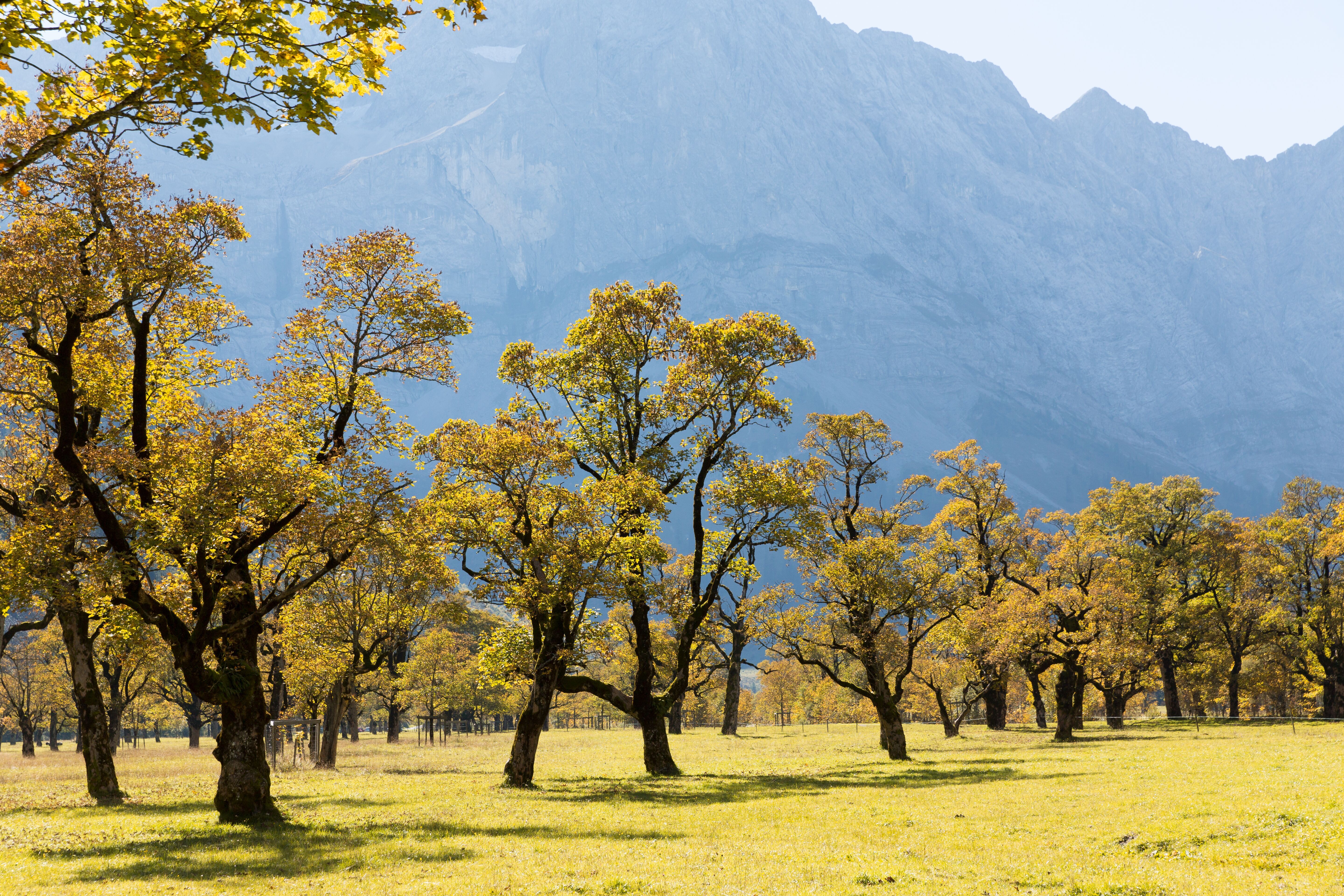 Ahornboden im goldenen Herbst