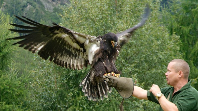 Greifvogelpark Umhausen, © Ötzidorf