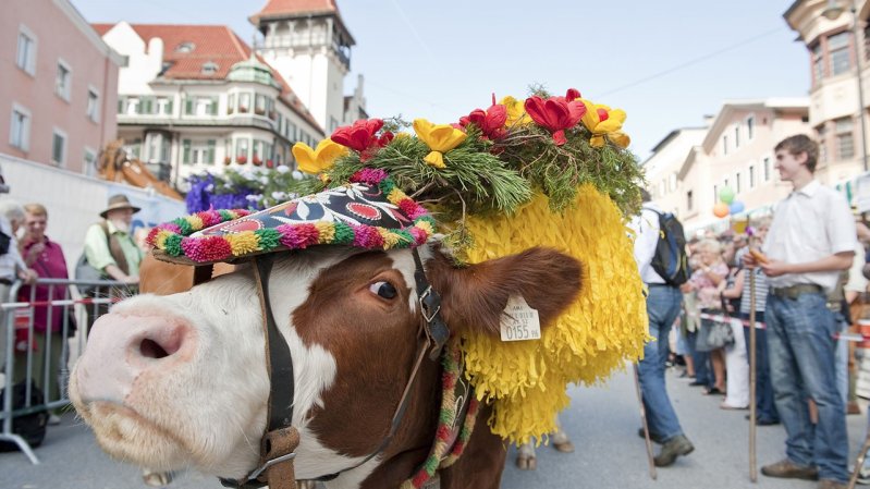 Almabtrieb Kufstein, © TVB Kufsteinerland