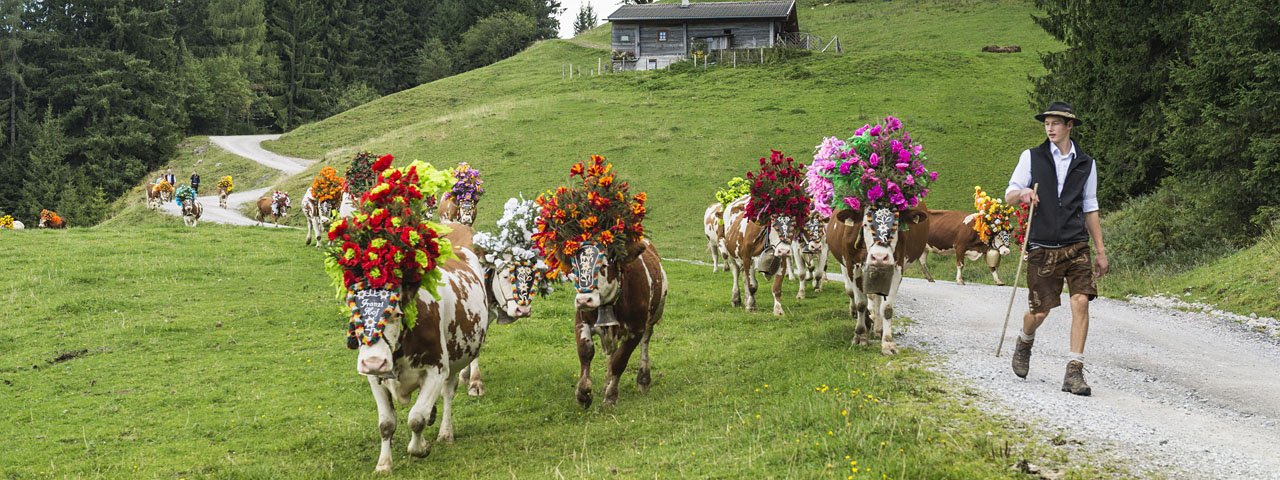 De herders drijven bont gekleurde koeien naar het dal, © P. v. Felbert/D. Reiter/TVB Wilder Kaiser