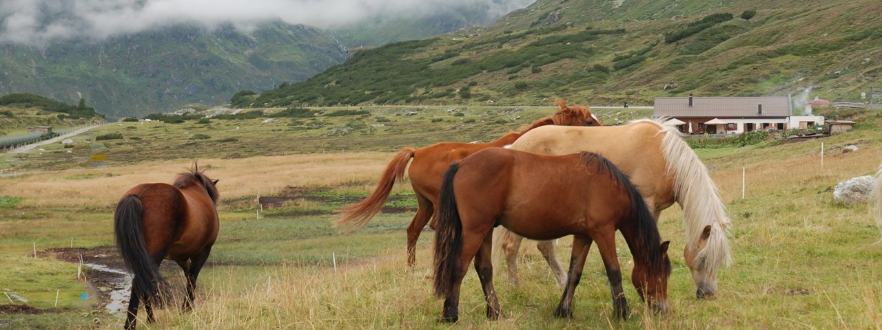 Alpe Vermunt in de buurt van de Silvretta Stausees, © Irene Prugger