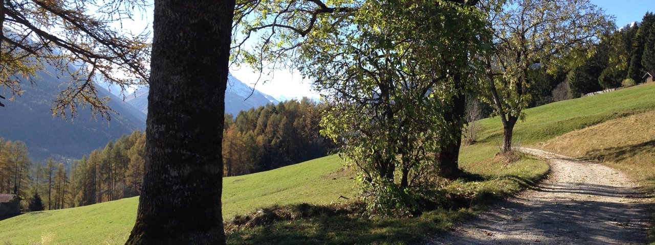 Kinderwagenwanderung Telfeser Wiesen, © Tirol Werbung - W9 Studios