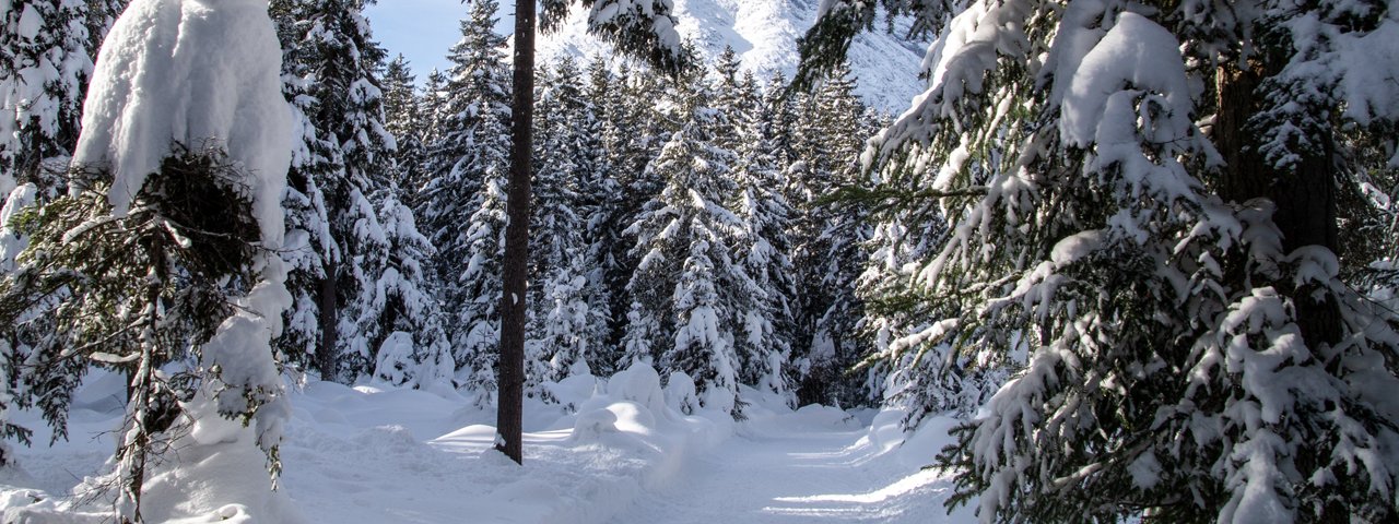 Auf der Waldloipe Leutasch, © Region Seefeld