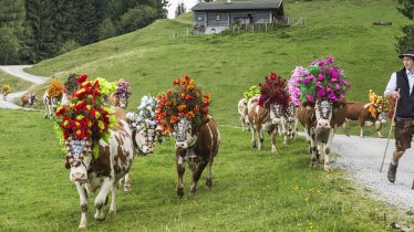 De herders drijven bont gekleurde koeien naar het dal, © P. v. Felbert/D. Reiter/TVB Wilder Kaiser