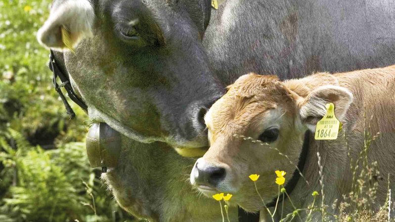 Moederkoe met haar jaarling, © AMTirol