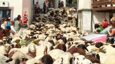 Een lawine van wol: schapen overspoelen de straten van Tarrenz, © Imst Tourismus/Mike Maas