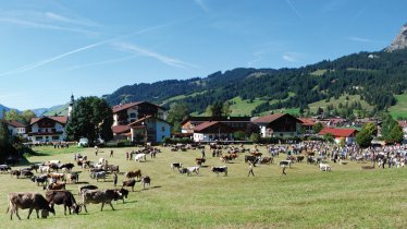 De almabtrieb in Tannheim wordt ieder jaar groots gevierd, © TVB Tannheimer Tal