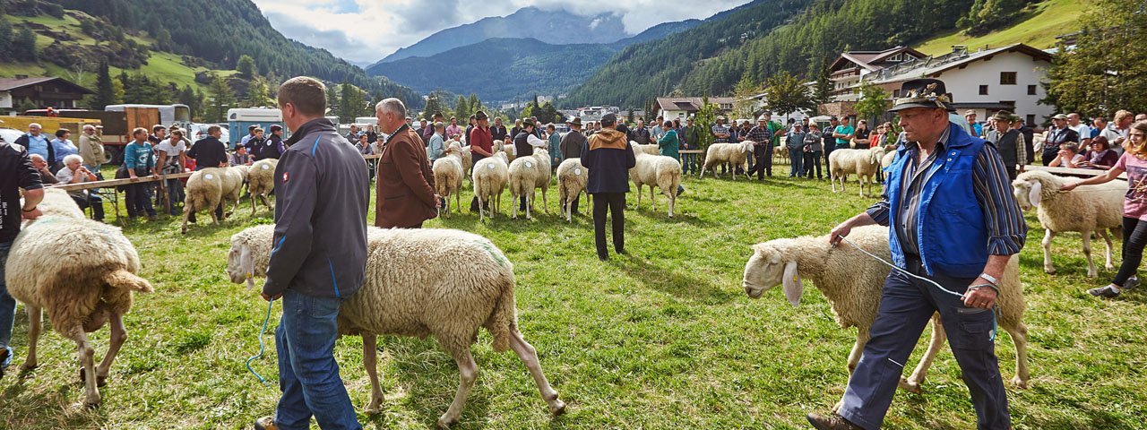 Bij het schapenfeest in Sölden vallen de mooiste dieren in de prijzen, © Anton Klocker