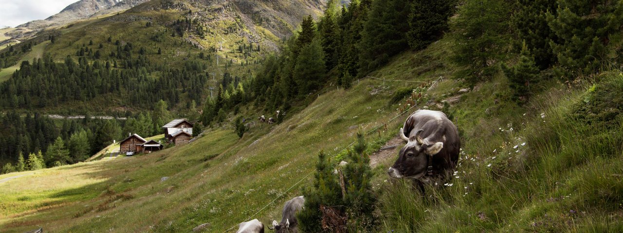 De omgeving van de alm