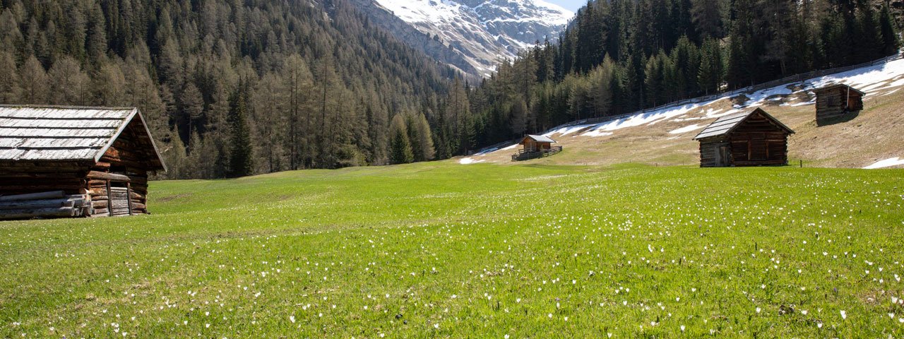 Lente in Pfundser Tschey in der Pfundser Tschey, © Tirol Werbung/Marion Webhofer